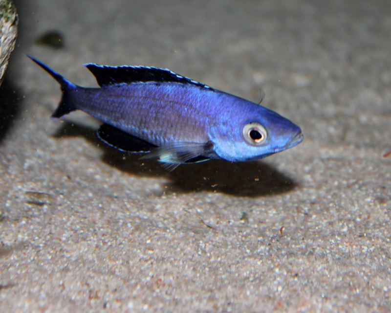 Cyprichromis sp. 'brilliant jumbo' (Speckleback Moba)